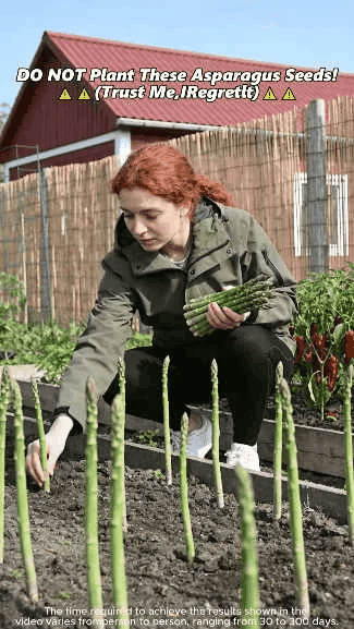 🌱 Grow Fresh Asparagus at Home — Plant Once, Harvest for Years