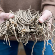 🌱 Grow Fresh Asparagus at Home — Plant Once, Harvest for Years
