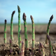 🌱 Grow Fresh Asparagus at Home — Plant Once, Harvest for Years