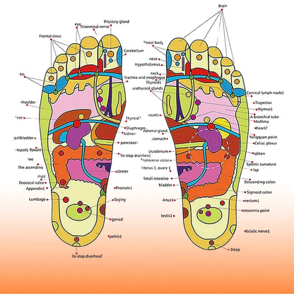 🩺 Therapeutic Acupressure & Magnetic Slippers 💊 – Relieve Foot Pain, Improve Circulation, Support Wellness