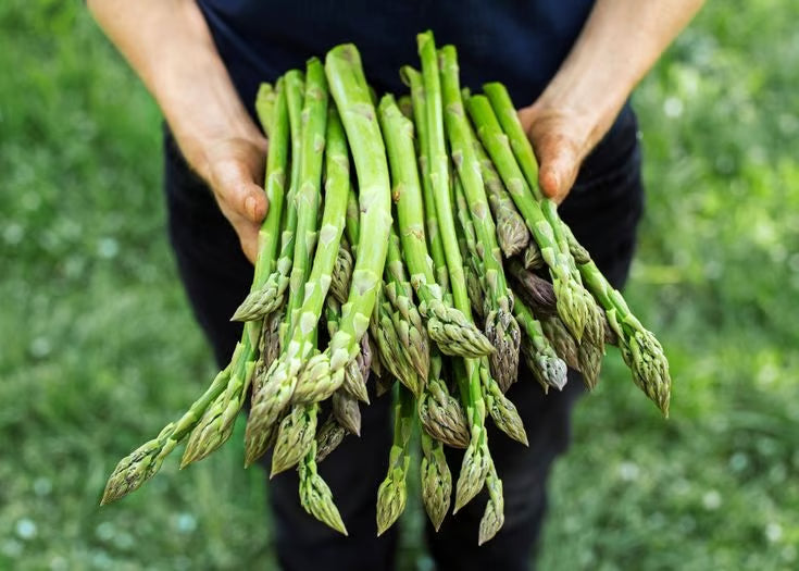 🌱 Grow Fresh Asparagus at Home — Plant Once, Harvest for Years