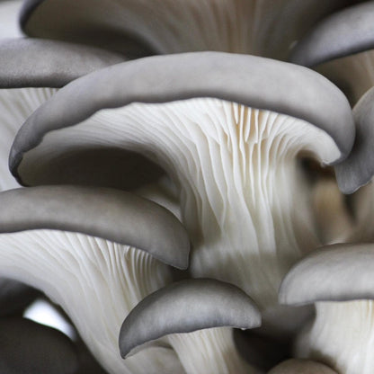 GROW FRESH MUSHROOMS AT HOME IN 10 DAYS
