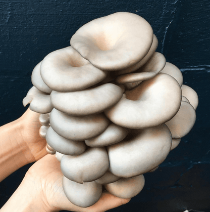 GROW FRESH MUSHROOMS AT HOME IN 10 DAYS